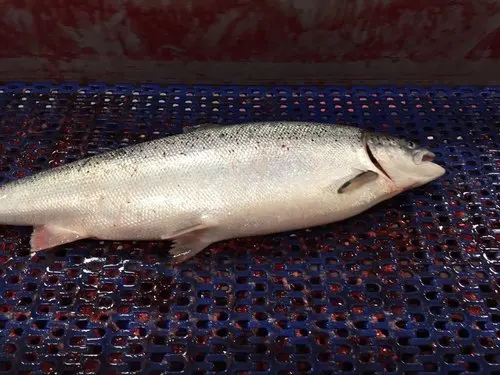 Fresh Frozen Atlantic Salmon Fish, Salmon Fillets Wholesale Supplier