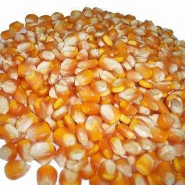 
Wholesale High Value Dry Yellow Corn For Animal Feed 