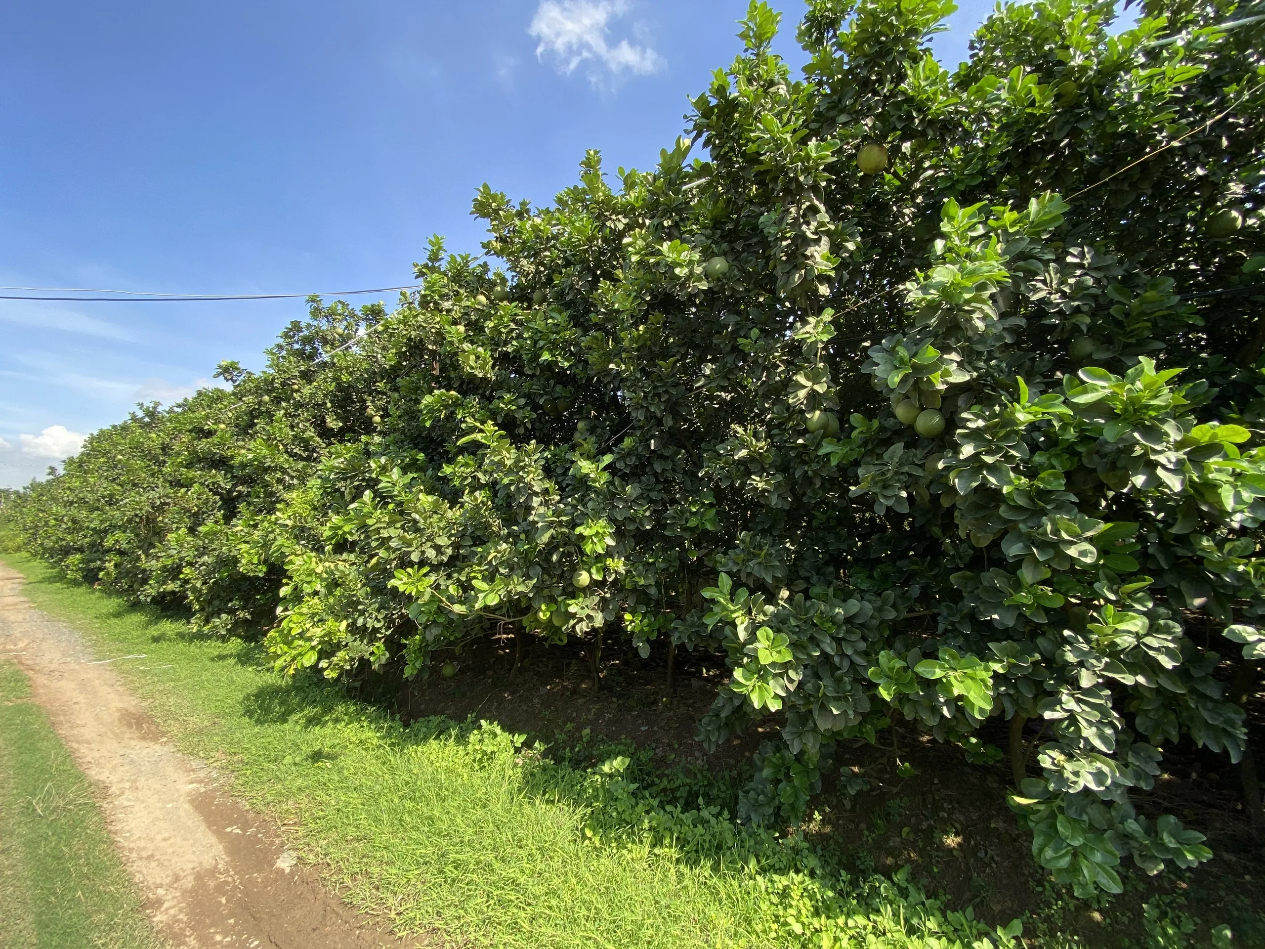 High Quality New Crop Carton Box Packaging Fresh Organic Pomelo Export From Vietnam Manufacturer