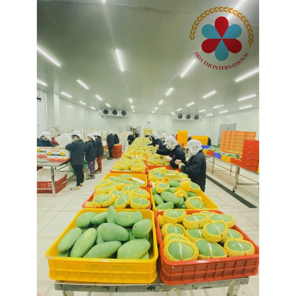 High Quality Globally Selling Fresh Mango from VietNam with  competitive price export for European and Japan  Free sample
