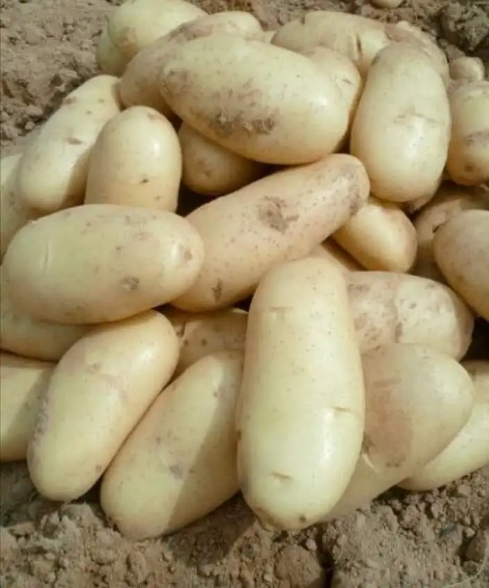
Fresh Potato From Egypt 