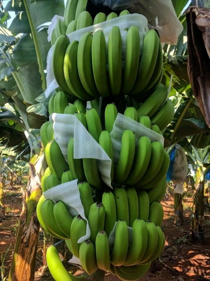 16cm Max The Premium Fresh Cavendish Banana Vietnam With High Quality And Best Price For Export Ready To Shipping EU ASIA Market