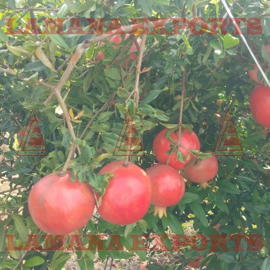 
Fresh Pomegranate Fruit India Export for Thailand Malaysia Singapore Vietnam 