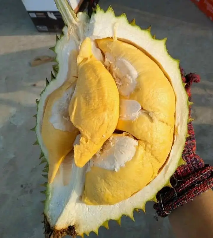  Замороженное дурианское мясо высокого качества/Премиум Замороженные дуриан монтонги