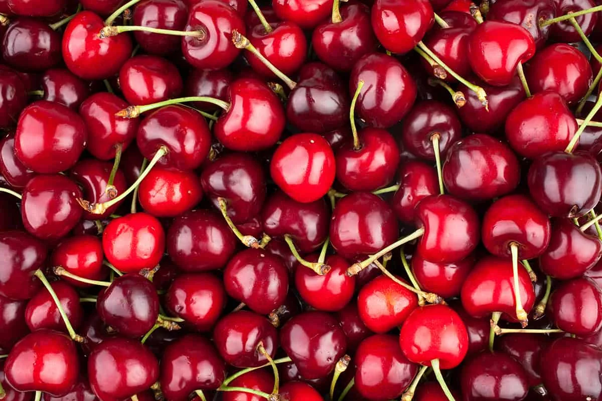 Низкая цена оптовая продажа Свежая Вишня продается