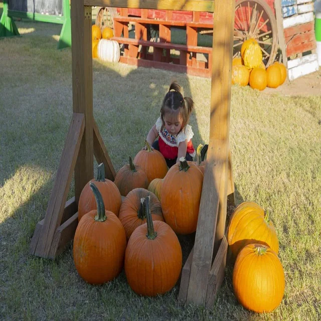 Fresh Pumpkins Vegetables with premium