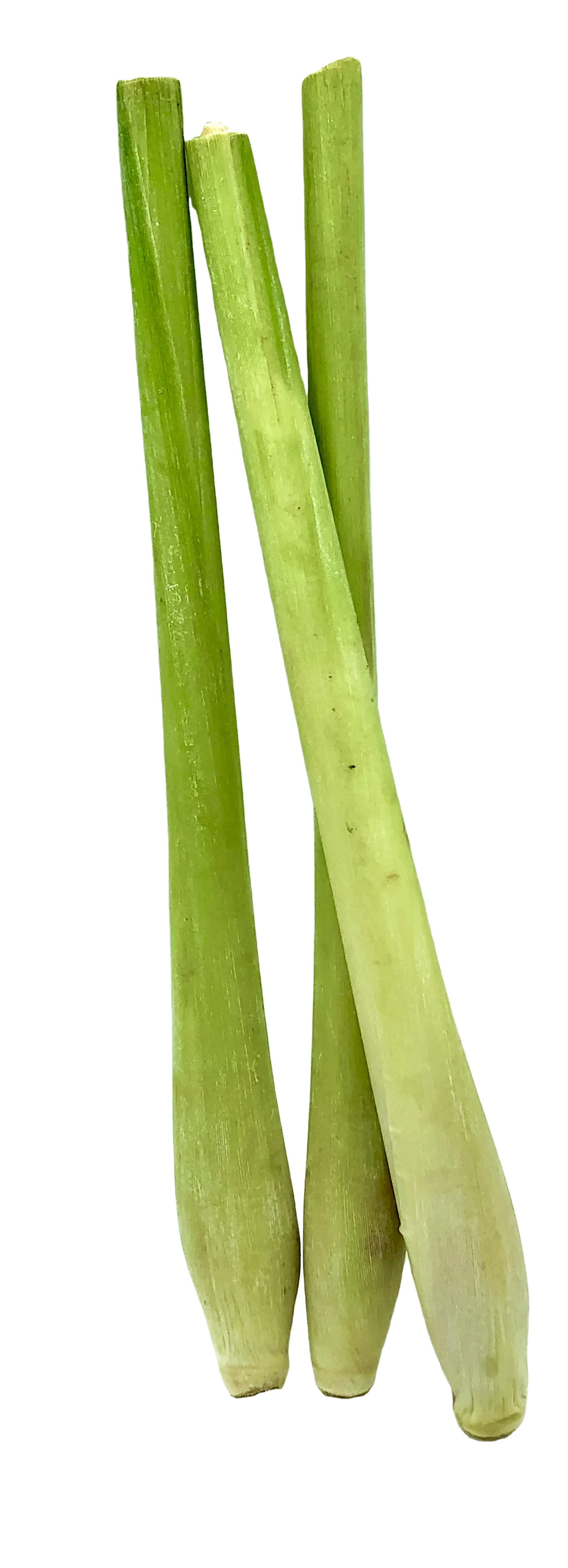 Premium Fresh Herb Lemon grass Flavorful Healthy Seasoning from Thailand