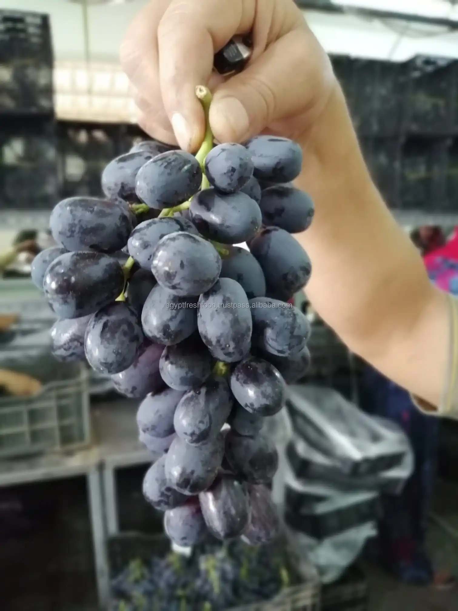  Fresh Red Grapes ready to export Yellow Seedless From Egypt