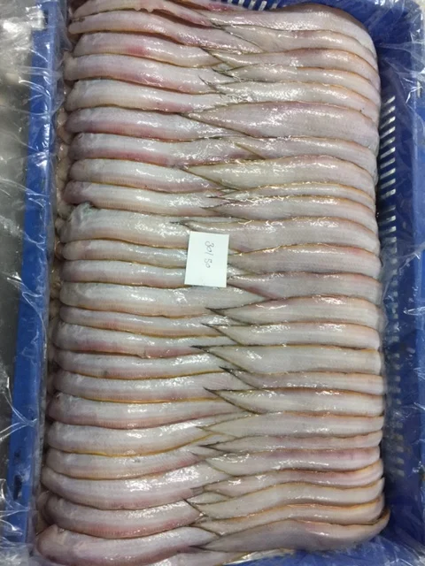FRESH FROZEN SOLE FISH SIZE 100/200    200/300  SEAFOOD EXPORTERS TRADERS SUPPLIERS