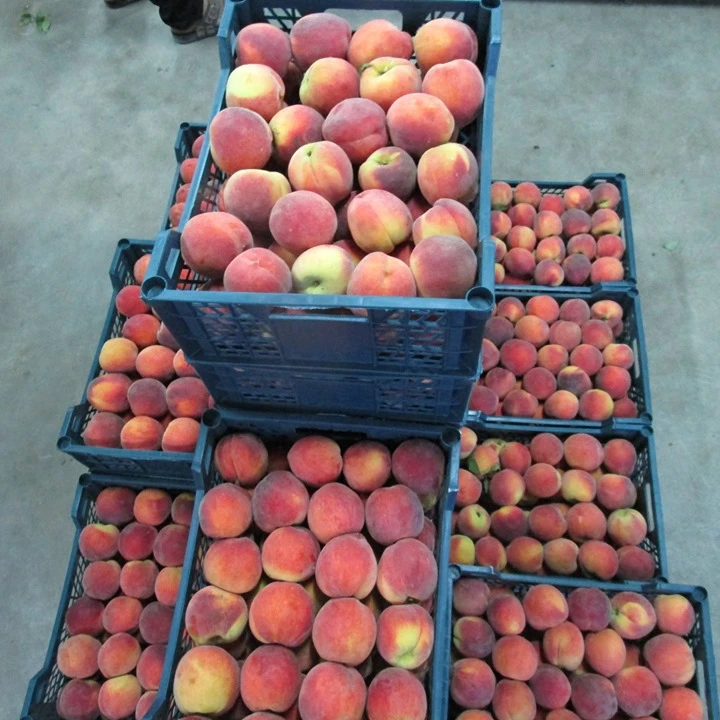 
Fresh Peaches / Fresh Nectarines Class 1 (Cat 1) Premium Quality for sale. 