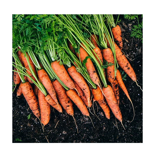 
Fresh Organic Best Quality Carrots In Wholesale Price 