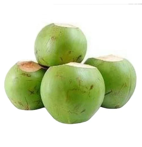 Fresh Young Aroma Coconut for wholesale price