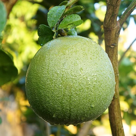 
VIETNAM SWEET GREEN SKIN POMELO - HIGH QUALITY, GOOD PRICE 
