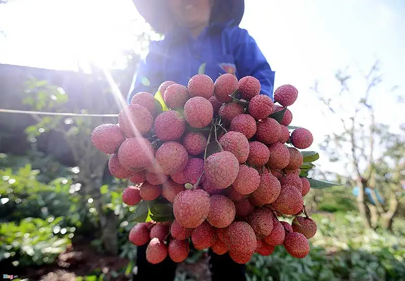  Свежий Личи в сезон _ сладкие вкусные LANI + 84969331308