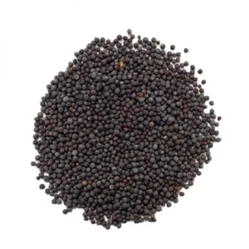 100 % Quality Top Best Price Black Mustard Seeds - Brassica nigra Price