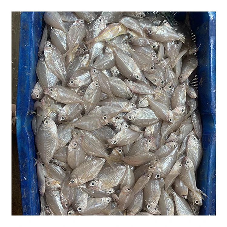Fish and Seafood Wholesalers Glass Fish