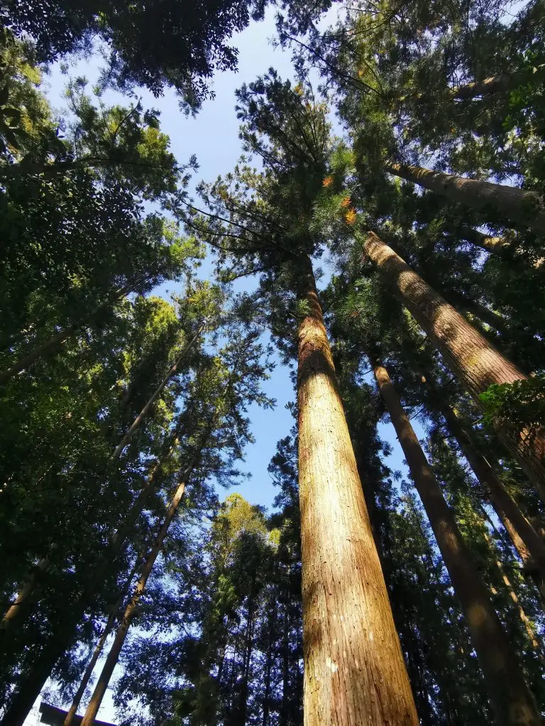 OEM Japanese whisky whisky bottle with  label local alcoholic beverage