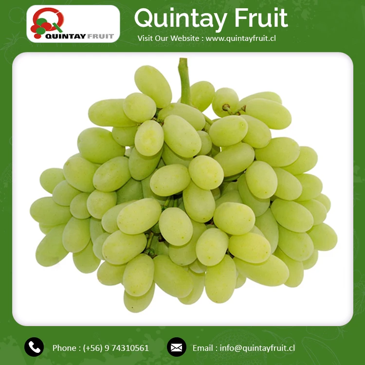 Thompson Seedless Grapes Exporters Cheap Fresh Grapes Fresh Fruit Growing Thompson Seedless Grapes