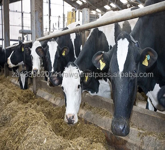 Dairy Cows.jpg