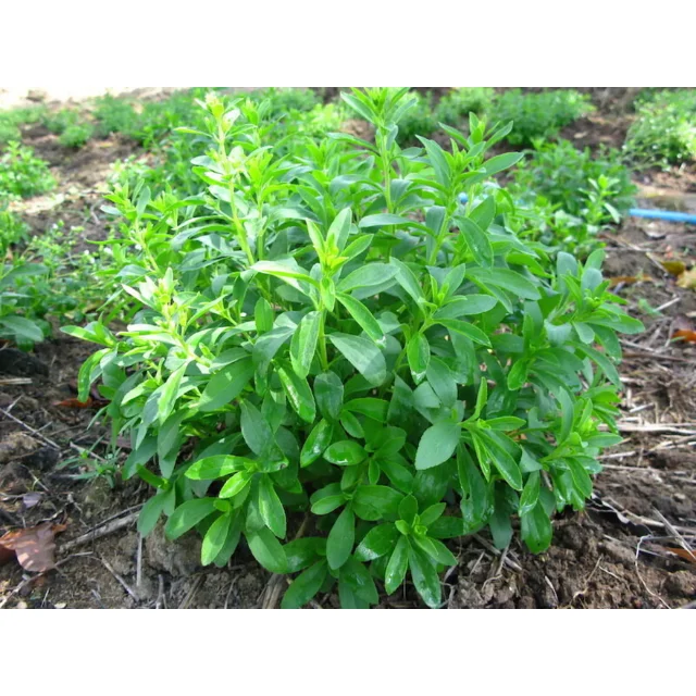 The best product Dried Stevia Tea For Healthy Care From Thailand Origin Premium High Quality