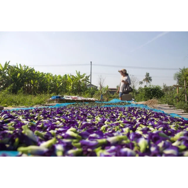 Vietnam Best Product Organic Healthy Slimming Dried Butterfly Pea Flower Tea 100g with the Best Price!!!