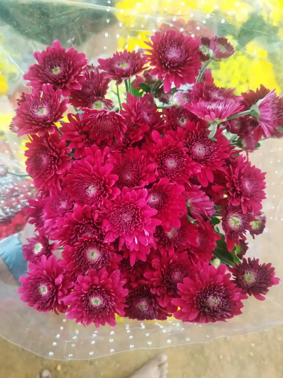 Fresh Red Chrysanthemums From India