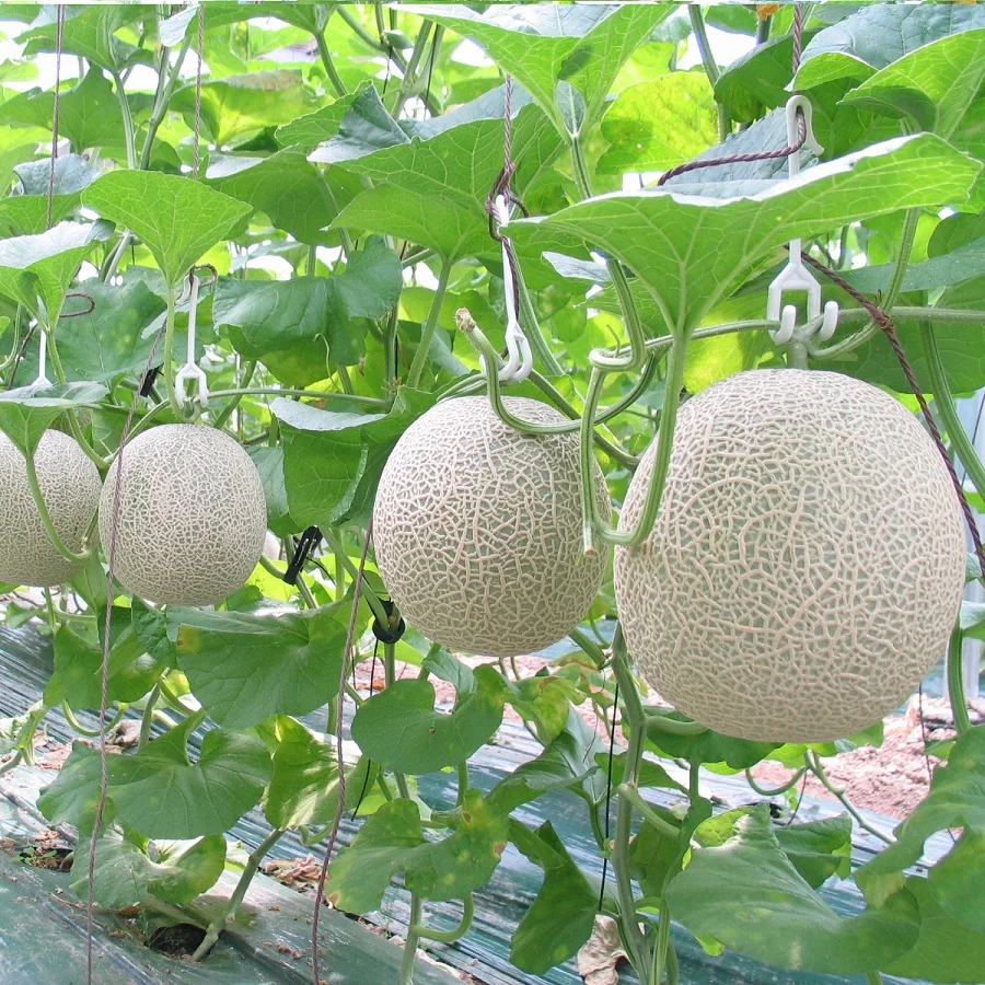 
Wholesale Fresh Cantaloupe for sale ready to export from Vietnam, melon fruit 