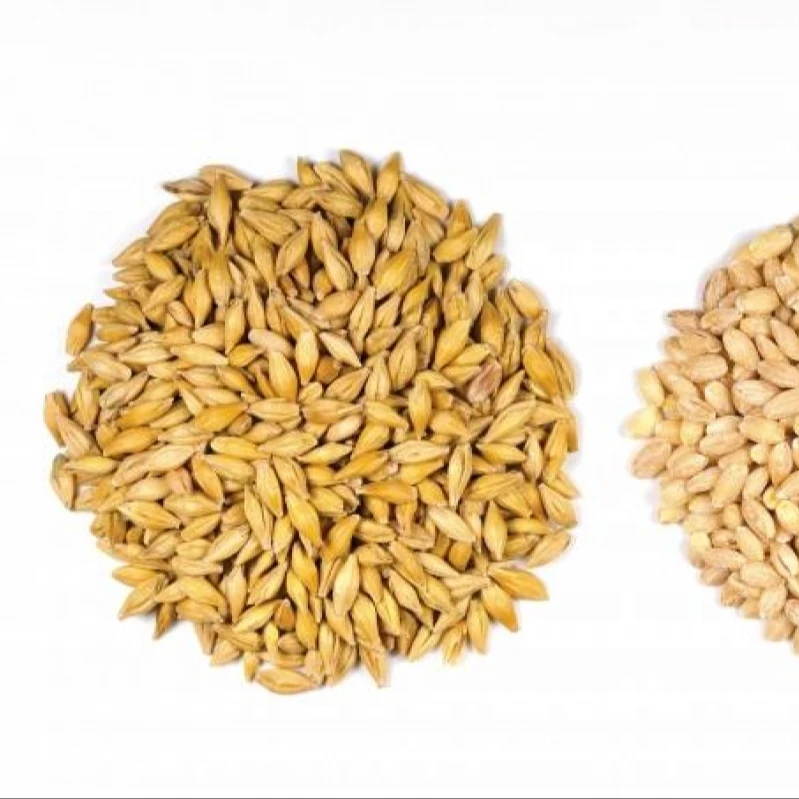 
Barley for Malt, Barley Feed, Malted Barley Animal feed barley 