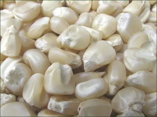 Wholesale Dry Maize/Dried White Corn/Dried Sweet Corn