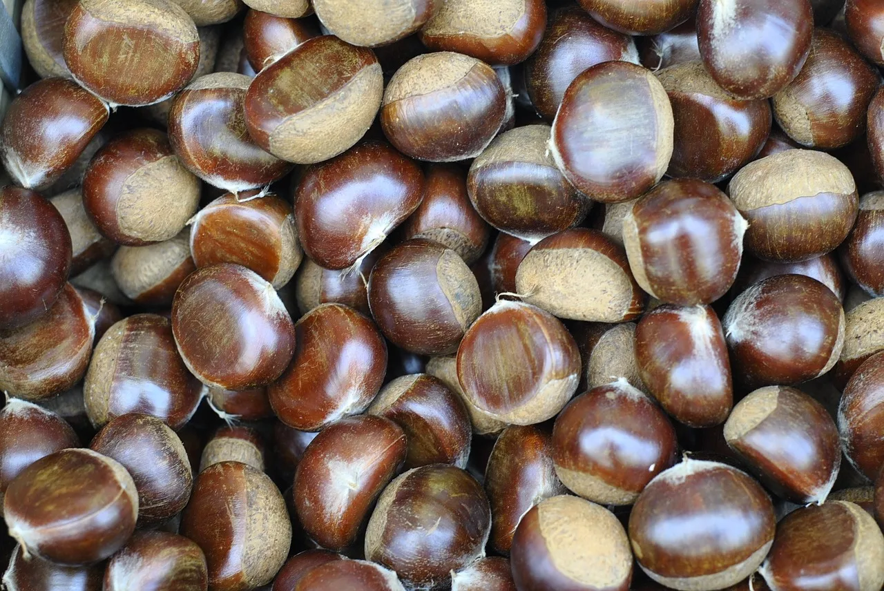 chestnut5.jpg