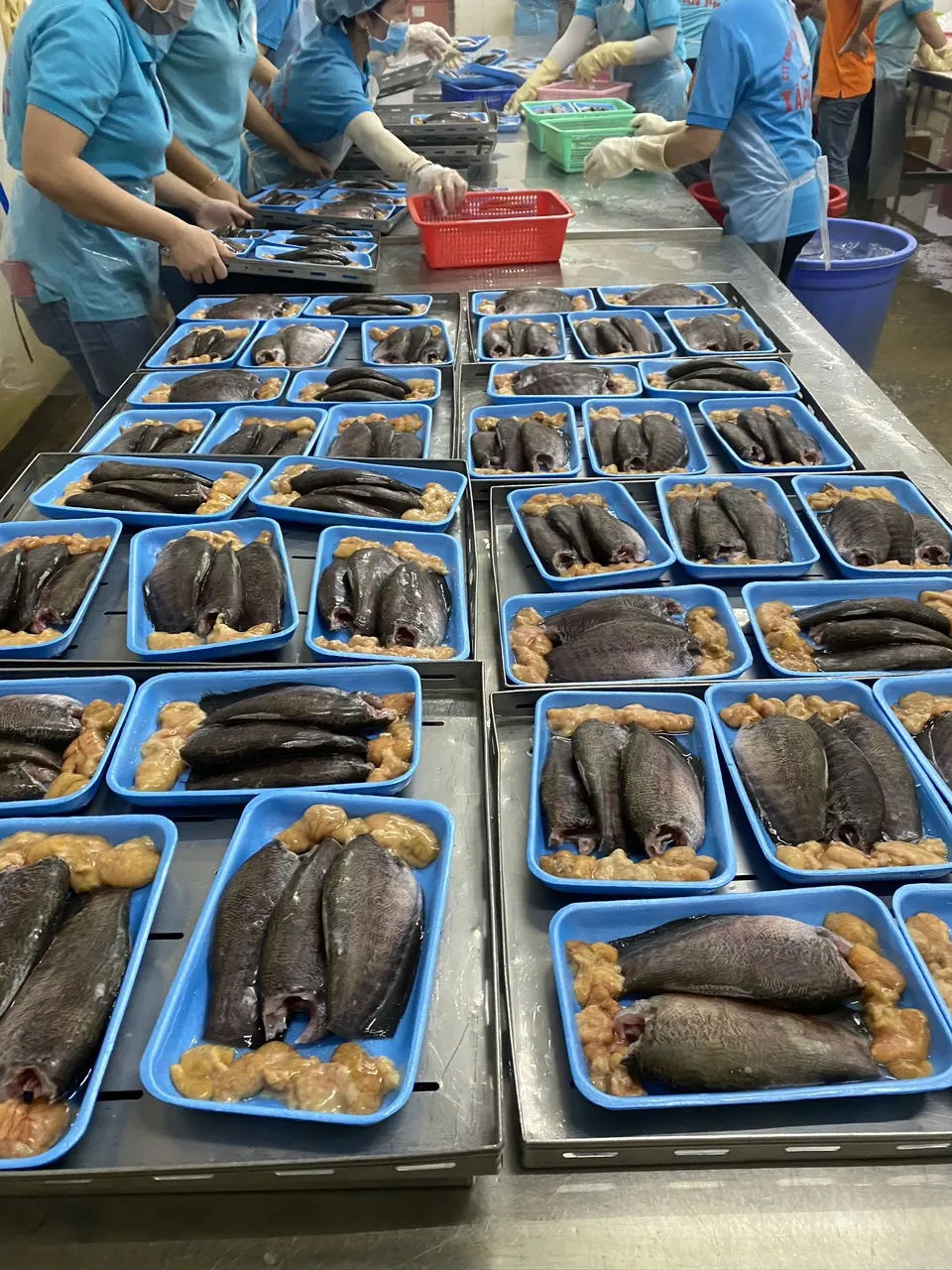 High Quality Frozen Tilapia WR Size 200/300 300/500g Best Fresh Whole Round Frozen Black Tilapia Fish