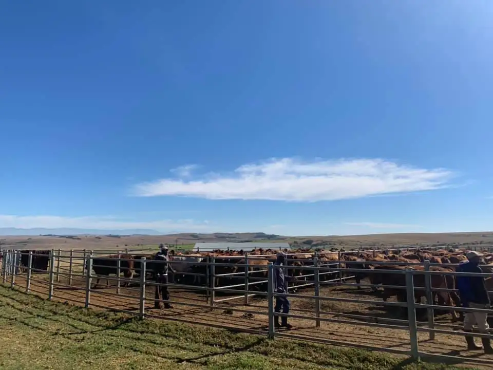 
Live Beef Master cattle For Sale 