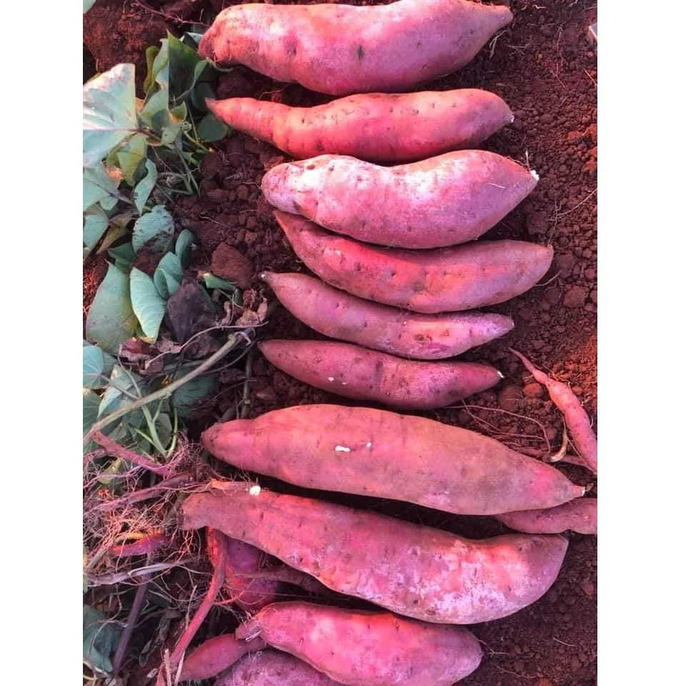 Высококачественный Органический 4-6 шт. за кг свежий сладкий картофель с сроком годности 5 месяцев из Вьетнама