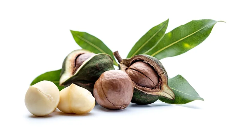 Купите и получите высококачественные вьетнамские орехи макадамии/орехи макадамии AUTRALIAN-SVEN + 84 966722357