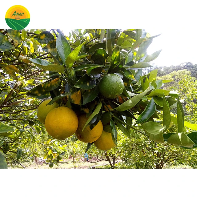 VIET NAM ORANGE FOR SALES