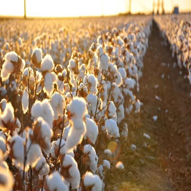  100% Cotton Comber Noil/ Raw Cotton/ Lickerin/ Flat