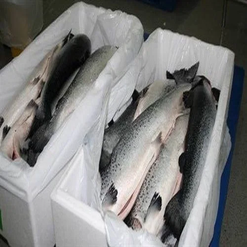 
Atlantic Salmon Whole / Fresh available in different sizes 