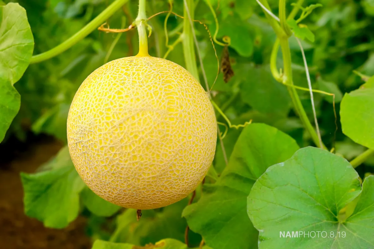Unifarm Fresh Cantaloupe Type Muskmelon made in Vietnam