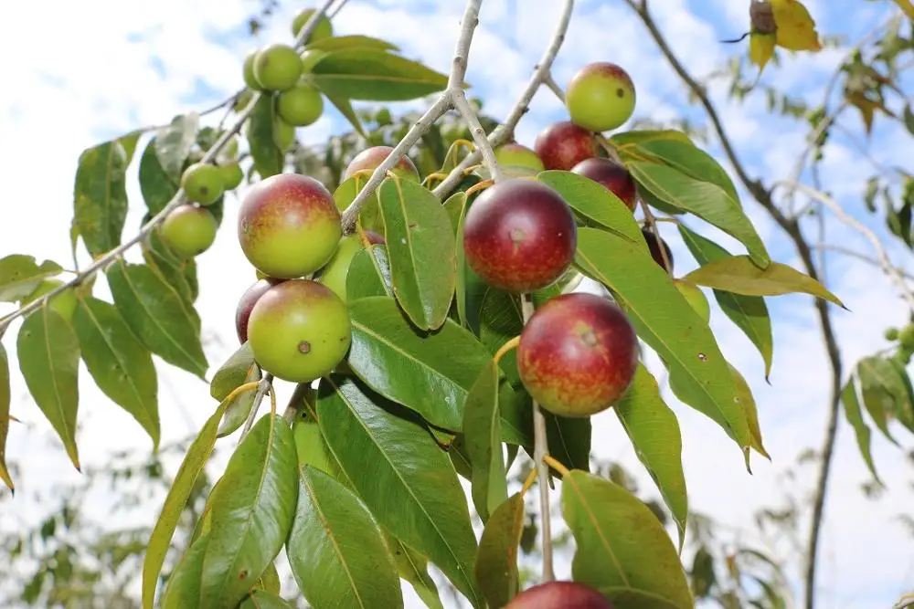 Manufacturer Of Camu Camu Pulp Powder With Huge Benefits From Peru