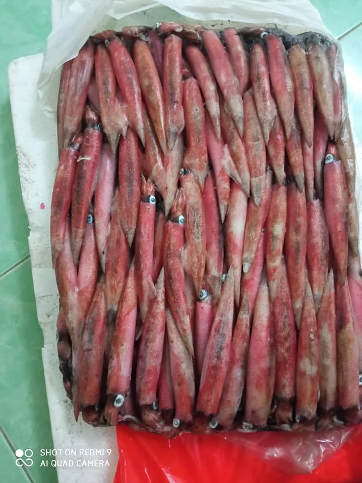 Frozen Long-Barrel Loligo Squid Hight Quality From Viet Nam