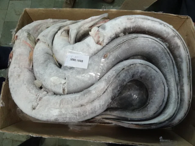 Замороженная рыба угорь