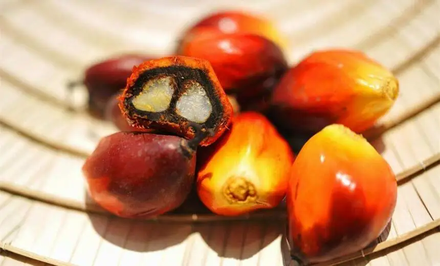 
Palm Nuts - Palm Kernels Nuts, Palm Kernel Shells wholesale 