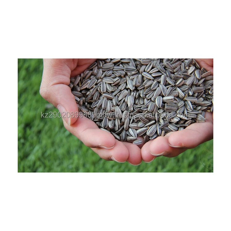 Sunflower food rich in fats and vitamins for the production of sunflower oil wholesale sunflower seeds