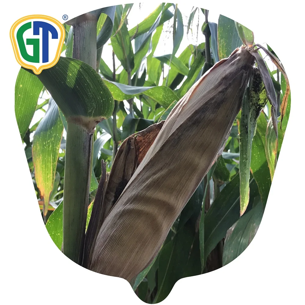 
Seeds for Vegetables Medium Yellow Red Hybrid Corn Seeds GT822 From Thailand 