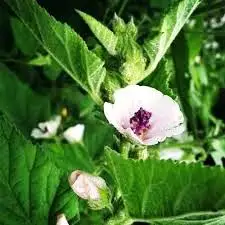 
Bulk Herbs Marshmallow for cigarettes Ready herbal blend Marshmallow RYO Marshmallow Leaves Herbal Blends for RYO 
