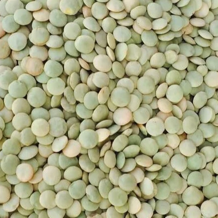 
green lentil best quality in the world cleaned by sortex 