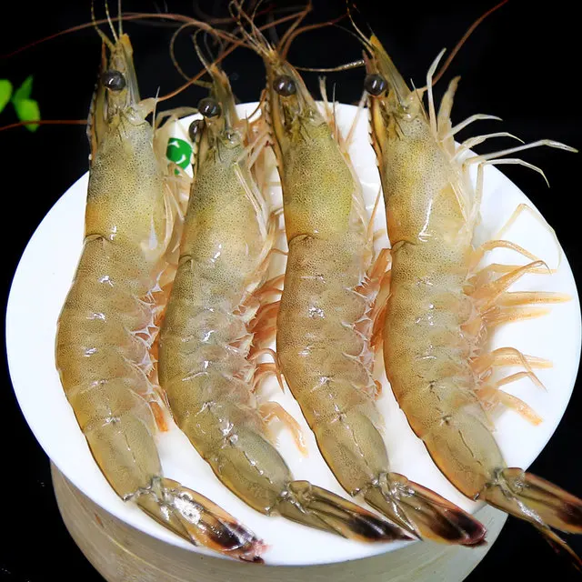 Fresh Frozen Shrimps