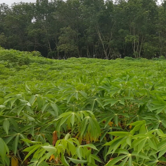 100% свежие листья кассавы для пищевой промышленности высокого качества из Вьетнама/Алисы (+ 84 904 183 651)