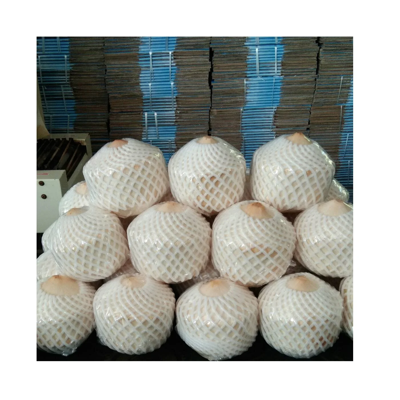 High Quality 720 - 900 g Weight Carton Packing  coconut fresh coconut young coconut- cocobe export from Thailand