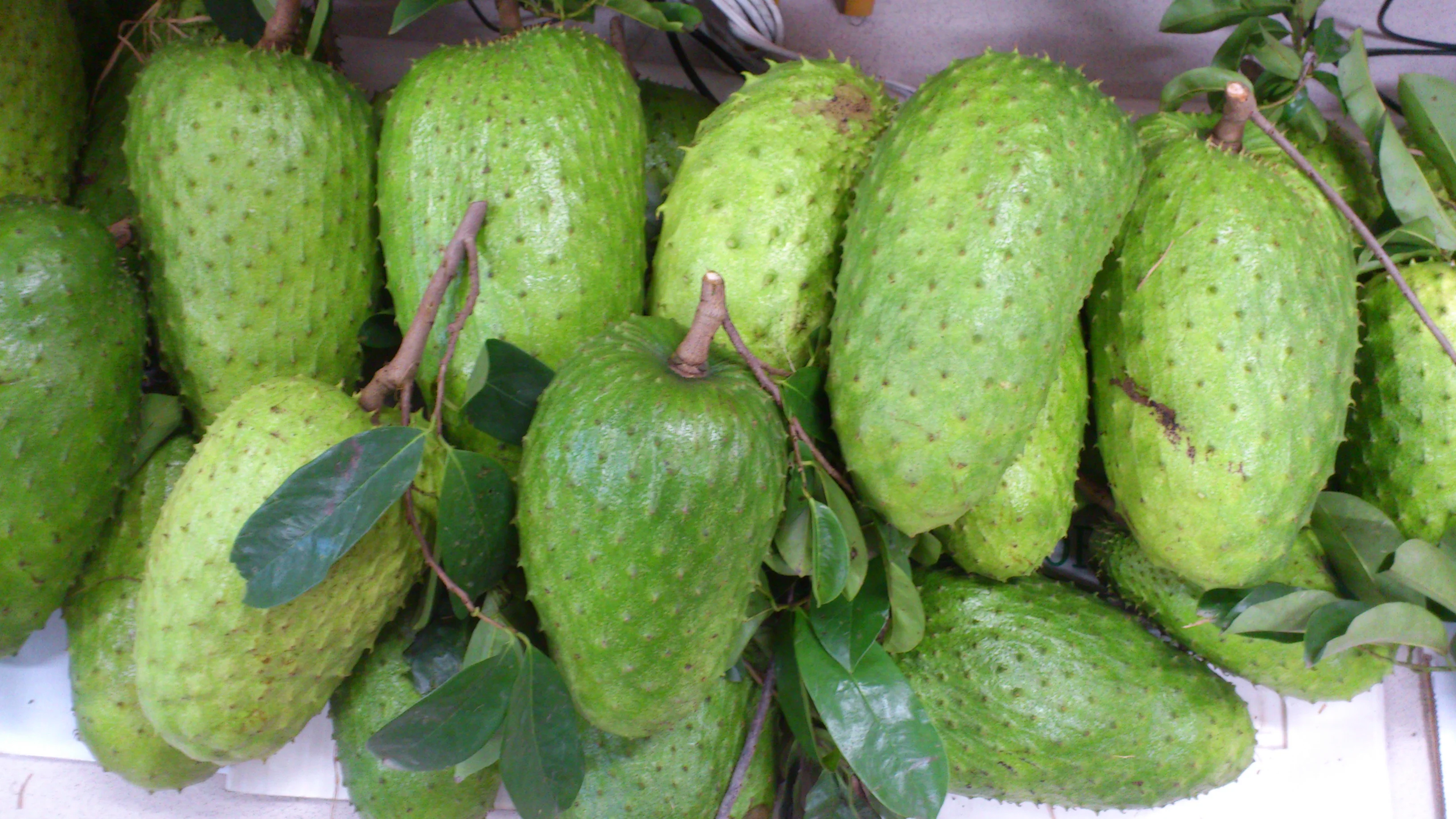 FRESH SOURSOP FRUIT GRAVIOLA FRUIT, HP : 0084 917 476 477